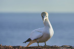 gannet