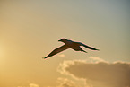 flying gannet