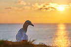 gannet