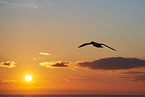 flying gannet