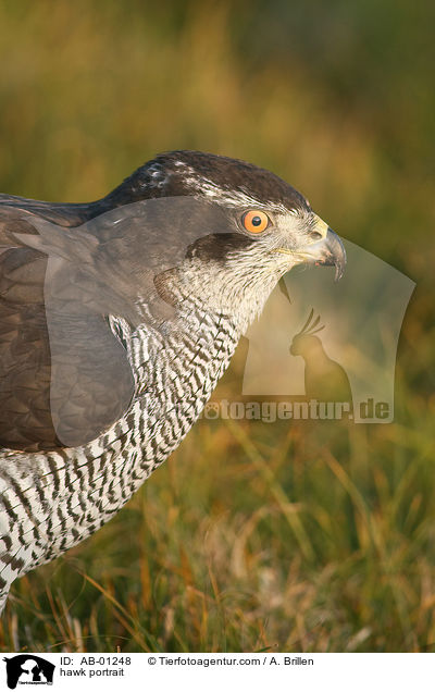 hawk portrait / AB-01248