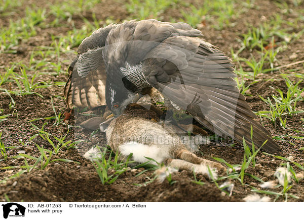 hawk with prey / AB-01253