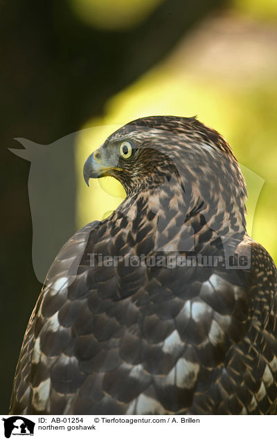 Rothabicht / northern goshawk / AB-01254