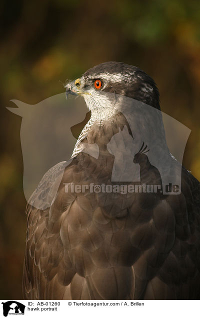 hawk portrait / AB-01260