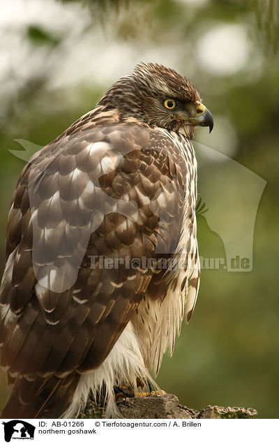 Rothabicht / northern goshawk / AB-01266