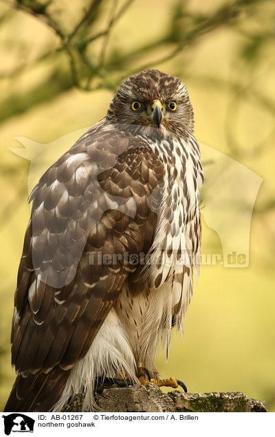 Rothabicht / northern goshawk / AB-01267