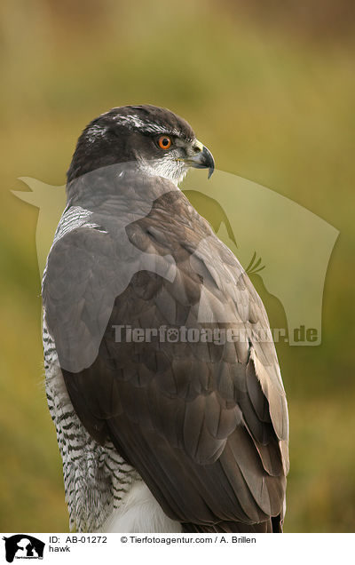 Habicht / hawk / AB-01272