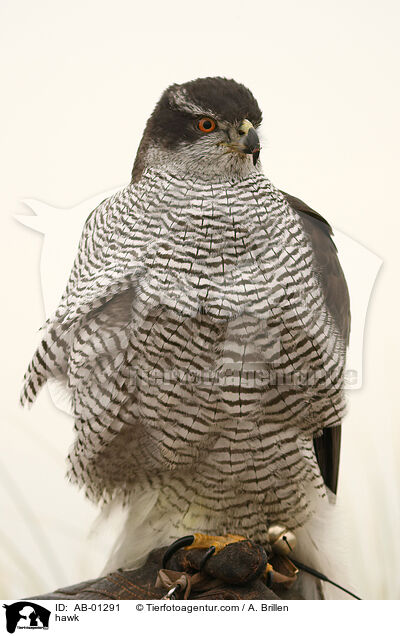 Habicht / hawk / AB-01291