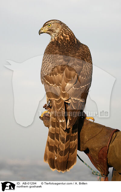 Rothabicht / northern goshawk / AB-01294