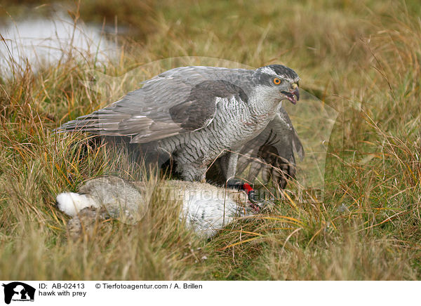 hawk with prey / AB-02413