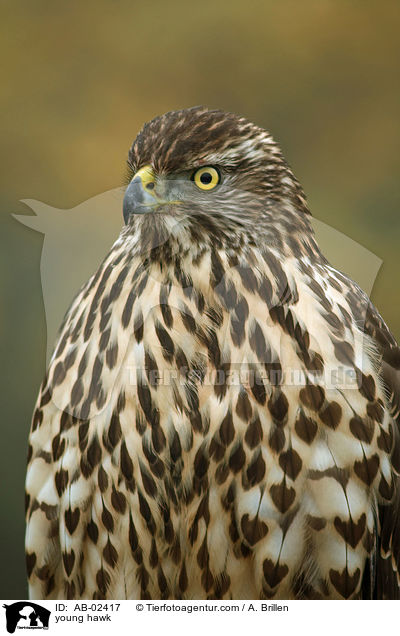 Rothabicht / young hawk / AB-02417