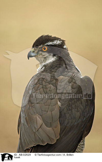 hawk / AB-02629