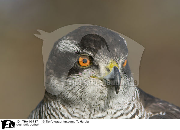 goshawk portrait / THA-06787