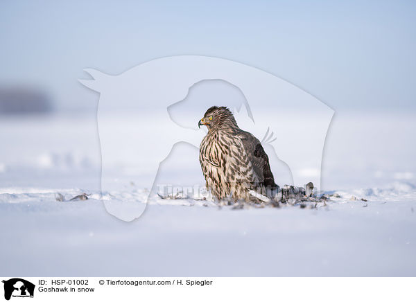 Habicht im Schnee / Goshawk in snow / HSP-01002