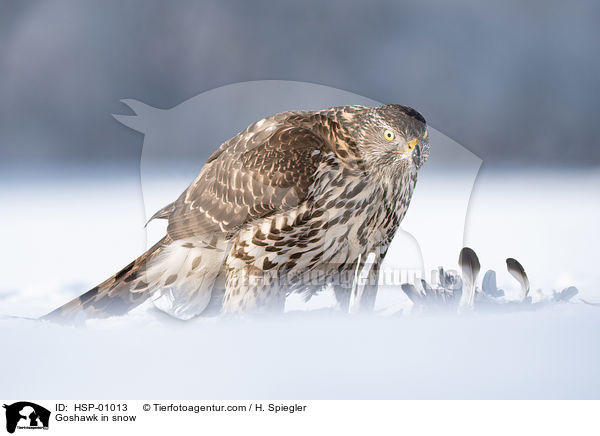 Goshawk in snow / HSP-01013