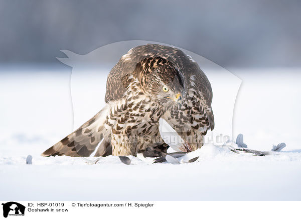 Habicht im Schnee / Goshawk in snow / HSP-01019