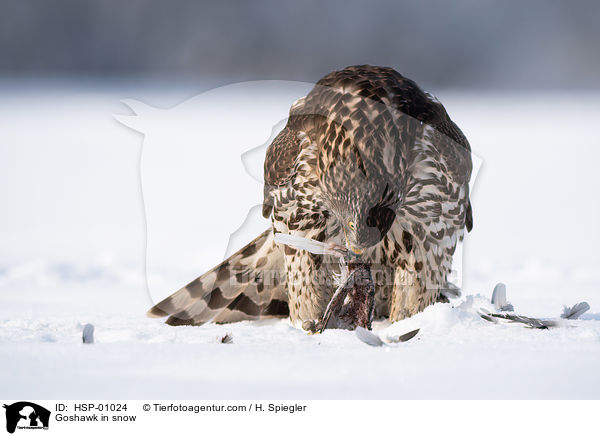 Habicht im Schnee / Goshawk in snow / HSP-01024