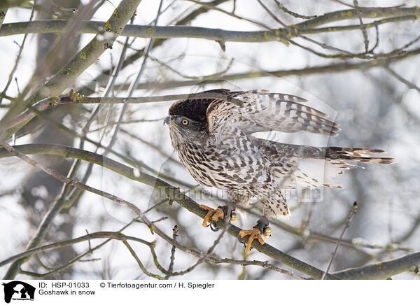 Habicht im Schnee / Goshawk in snow / HSP-01033