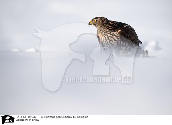 Habicht im Schnee / Goshawk in snow / HSP-01037