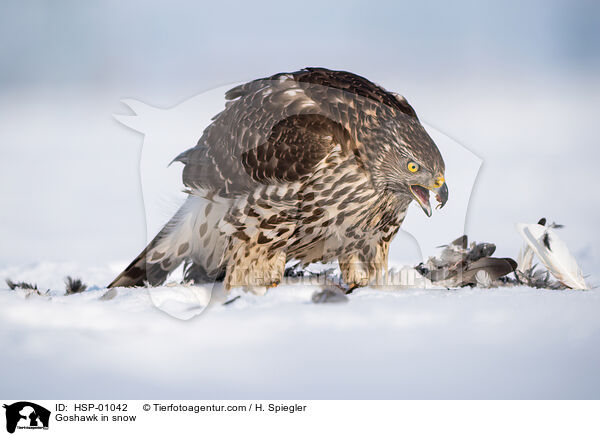 Goshawk in snow / HSP-01042