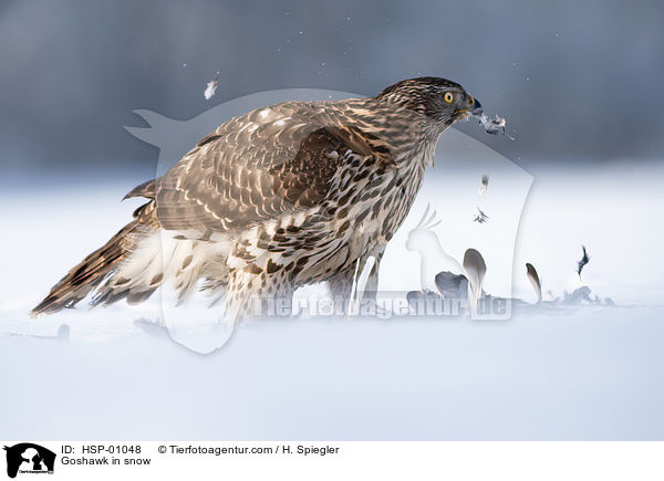 Goshawk in snow / HSP-01048