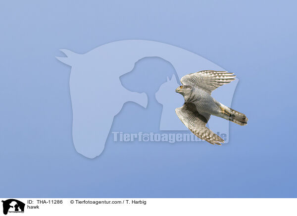 Habicht / hawk / THA-11286