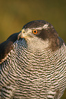 hawk portrait