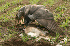 hawk with prey