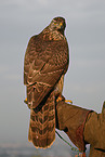 northern goshawk