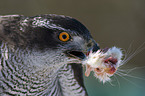 eating goshawk