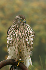 young hawk