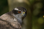 goshawk portrait