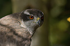 goshawk portrait