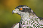 goshawk portrait