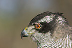 goshawk portrait