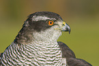 goshawk portrait