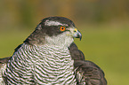 goshawk portrait