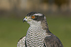 goshawk portrait