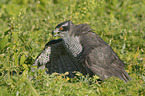 goshawk