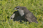 goshawk