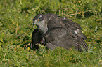 goshawk