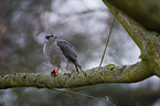 Hawk sits on tree trunk
