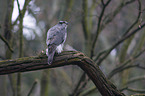 Hawk sits on tree trunk