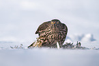 Goshawk in snow