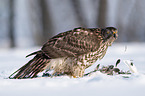 Goshawk in snow