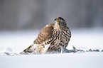 Goshawk in snow