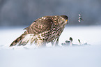 Goshawk in snow