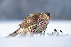 Goshawk in snow