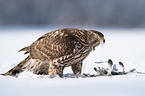 Goshawk in snow