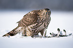 Goshawk in snow